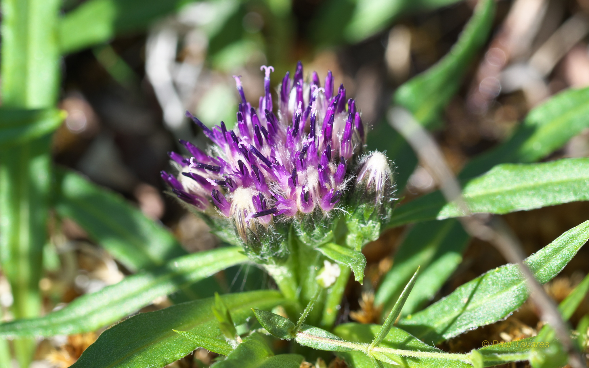 Saussurea angustifolia var. yukonensis