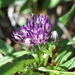 Saussurea angustifolia yukonensis - Photo (c) Paul Tavares, μερικά δικαιώματα διατηρούνται (CC BY-NC), uploaded by Paul Tavares
