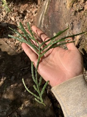 Calocedrus macrolepis