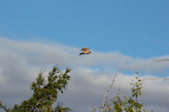 Falco columbarius aesalon