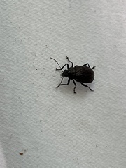 Sternocolaspis ustulata