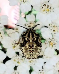 Carpocoris purpureipennis