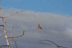 Falco columbarius aesalon