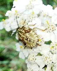 Carpocoris purpureipennis