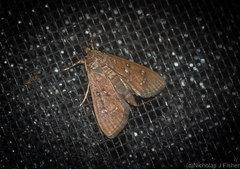 Prorodes mimica
