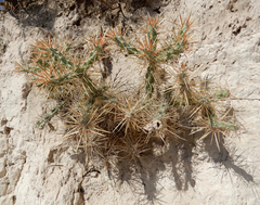 Cylindropuntia davisii