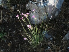 Dianthus longicaulis