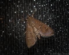 Prorodes mimica