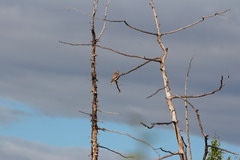 Falco columbarius aesalon