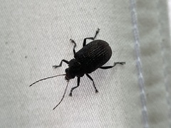 Sternocolaspis ustulata