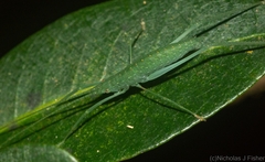 Mastighaphoides haffneri