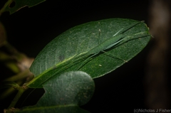 Mastighaphoides haffneri