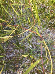 Gynochthodes deplanchei