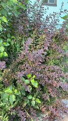Berberis vulgaris