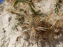 Cylindropuntia davisii