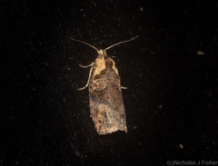 Cryptoptila crypsilopha