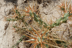 Cylindropuntia davisii