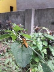 Polistes wattii