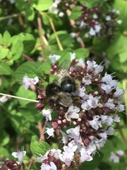 Bombus humilis