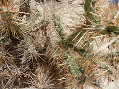 Cylindropuntia davisii
