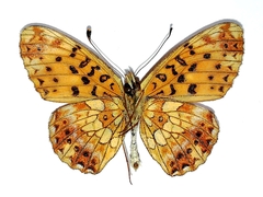 Boloria selenis