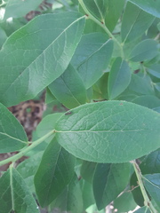 Dolichoderus plagiatus