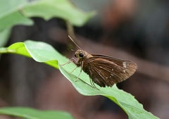 Pelopidas assamensis