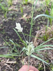 Eragrostis secundiflora