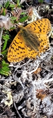 Boloria alaskensis