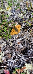Boloria alaskensis