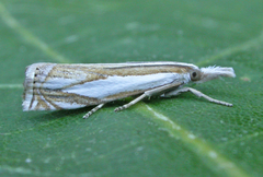 Crambus youngellus