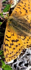 Boloria alaskensis
