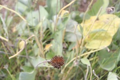Wyethia amplexicaulis