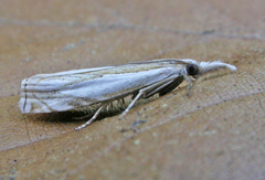Crambus youngellus