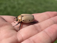 Pelidnota punctata