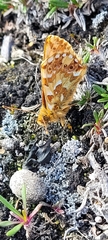 Boloria alaskensis