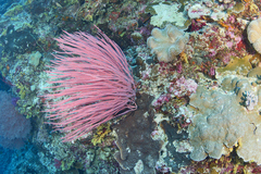 Ellisella ceratophyta