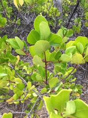 Scyphiphora hydrophylacea