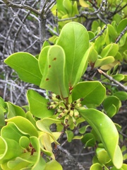 Scyphiphora hydrophylacea