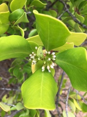 Scyphiphora hydrophylacea