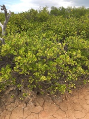 Scyphiphora hydrophylacea