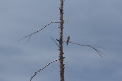 Falco columbarius aesalon