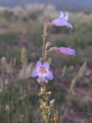 Penstemon griffinii