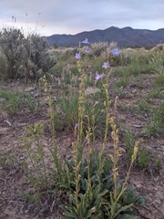 Penstemon griffinii