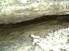 Sceloporus undulatus