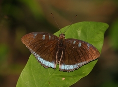 Tanaecia whiteheadi