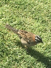 Zonotrichia capensis