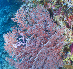 Astrogorgia dumbea