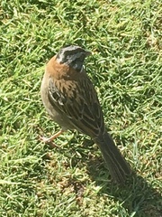 Zonotrichia capensis
