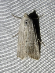 Oncocnemidinae